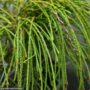 Arborvitae – Whipcord – #3 Container
